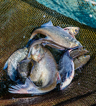 鮮魚(yú)